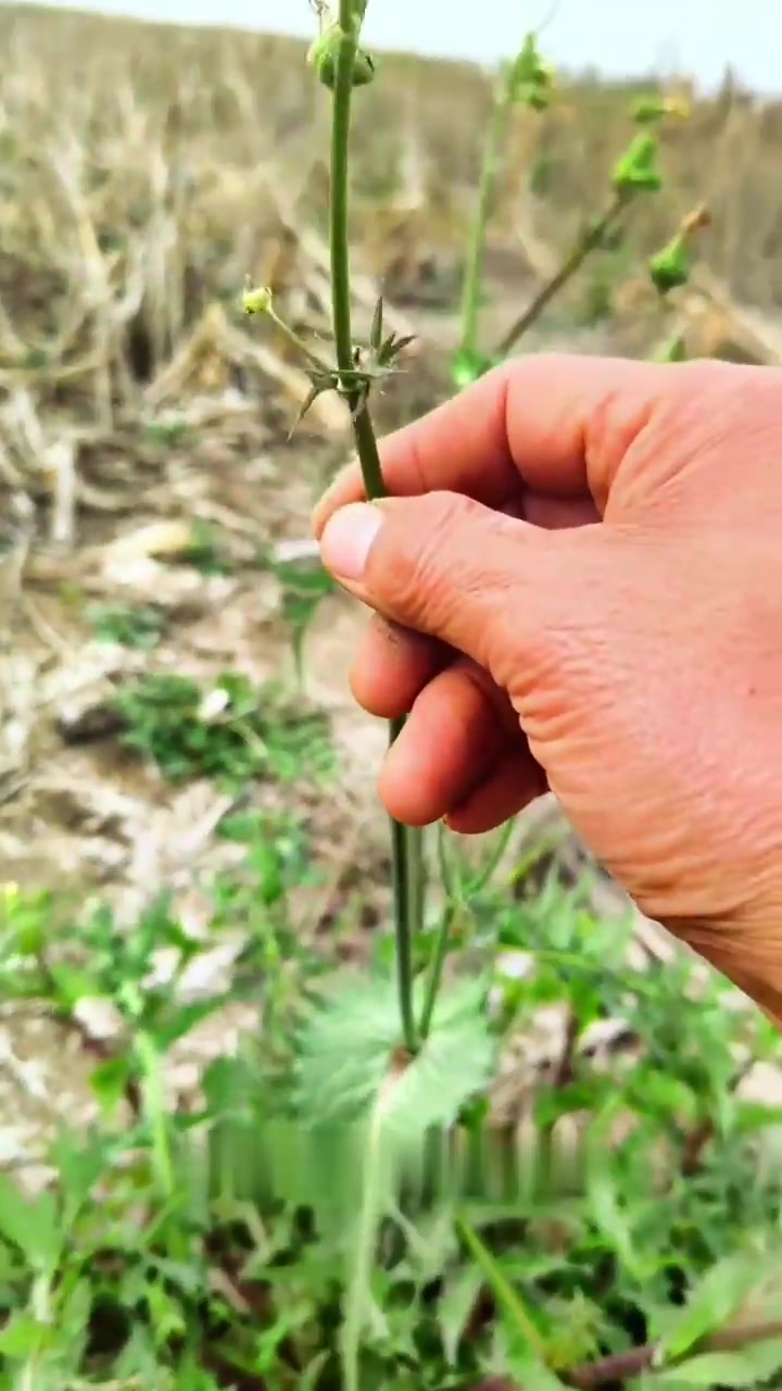 花叶滇苦菜，也叫续断菊