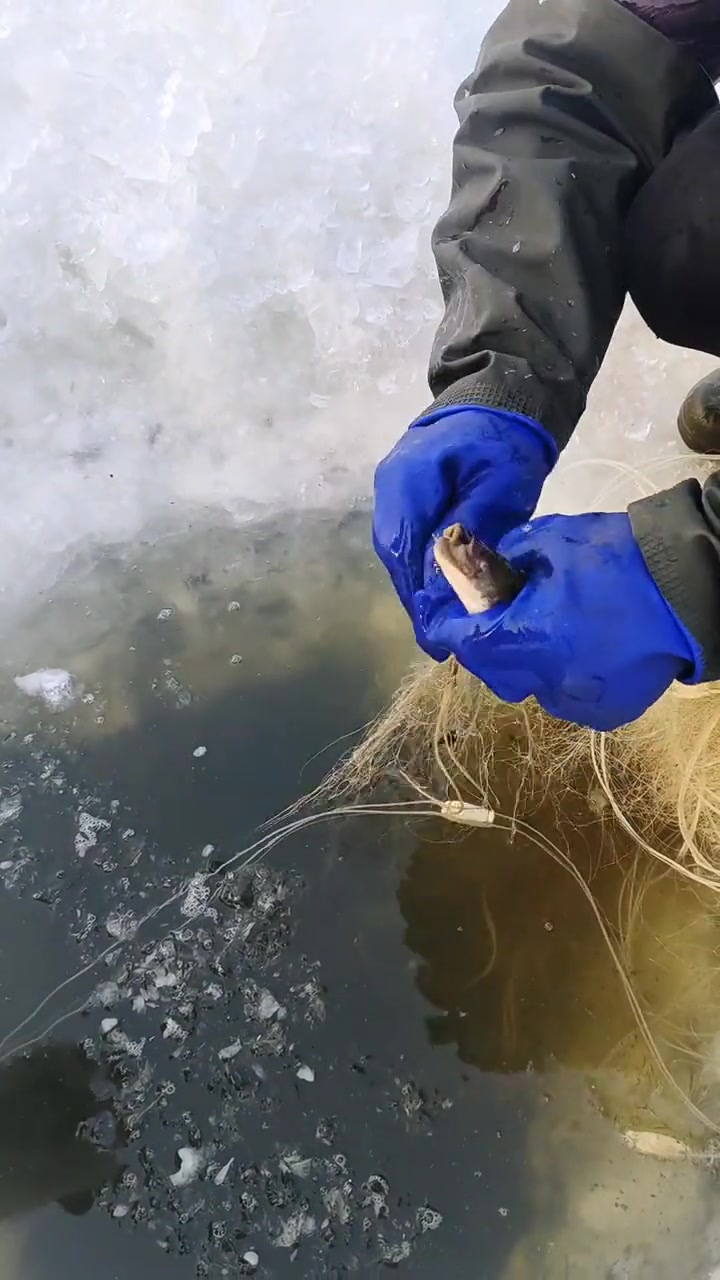 冰下捕鱼只有在东北才能体会其中的乐趣