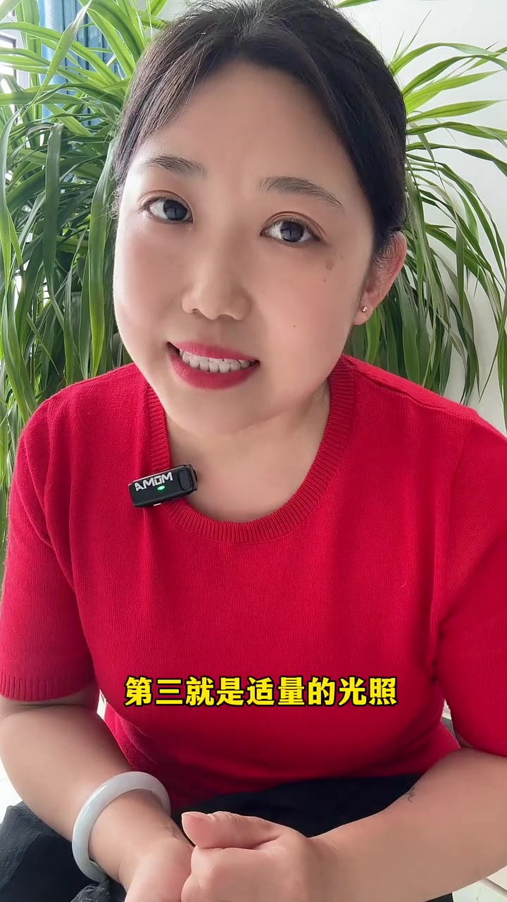 如何在夏天养好一盆发财树,记住这几点