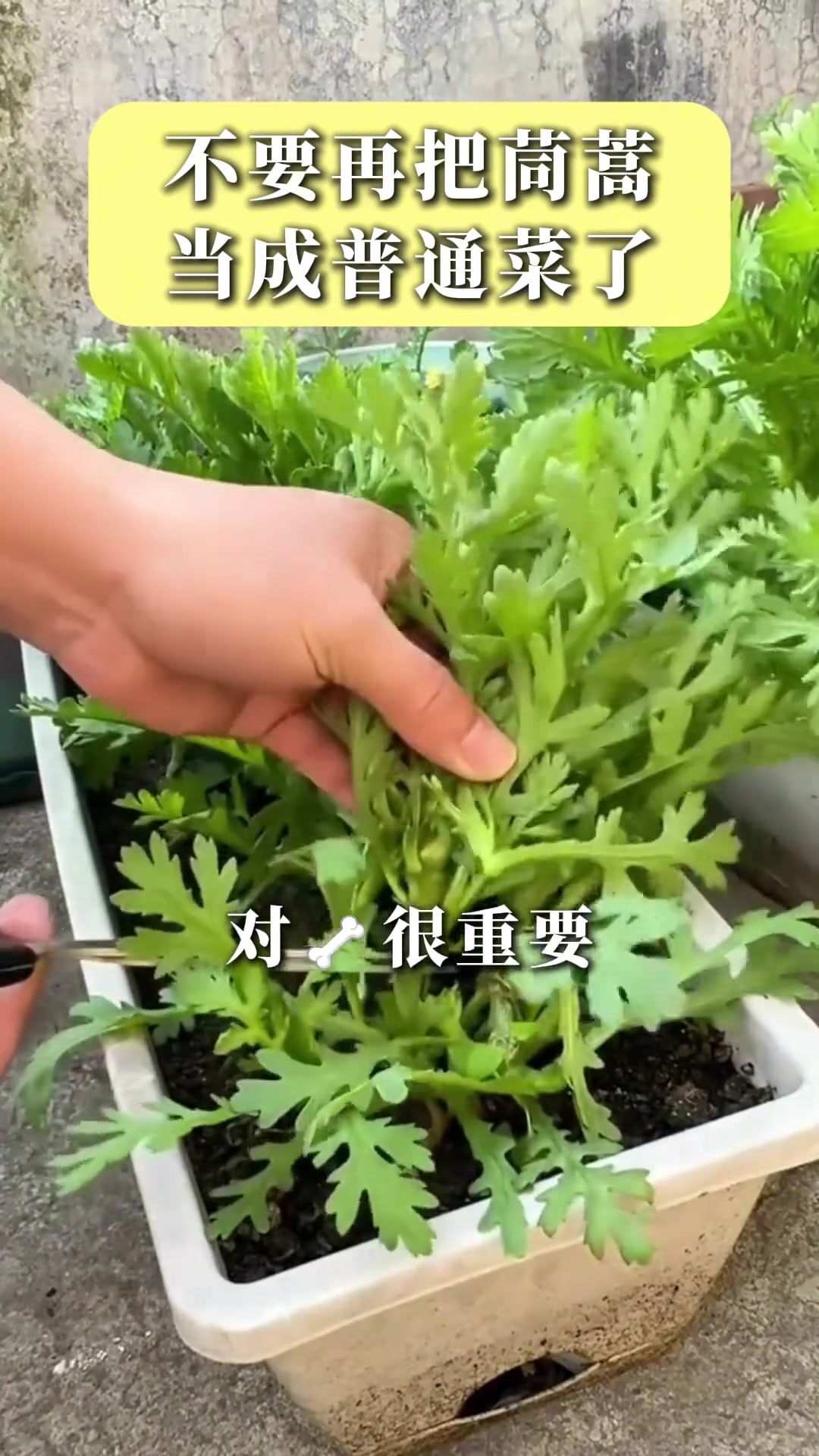 不要再把茼蒿当成普通菜了！