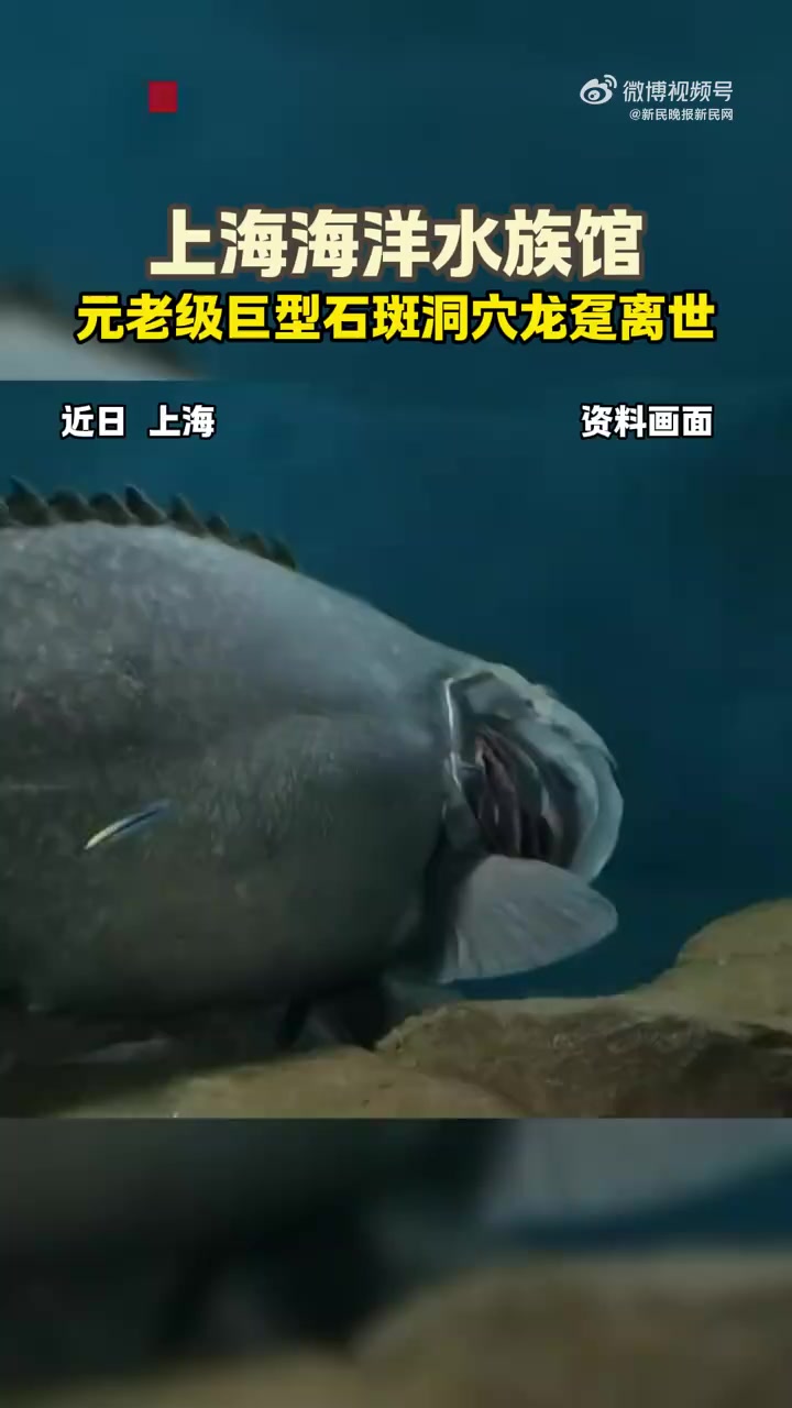 「上海海洋水族馆元老级龙趸离世引怀念,曾陪伴游客近30年」近日,网友发帖称上海海洋水族馆的