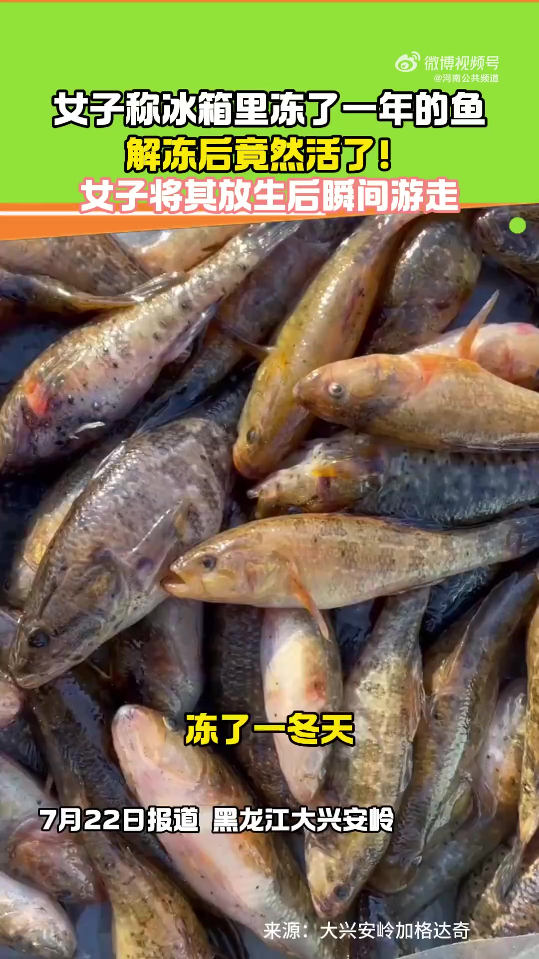 7月22日报道,黑龙江大兴安岭 女子称冰箱里冻了一年的鱼解冻后竟然活了!女子将其放生后瞬间