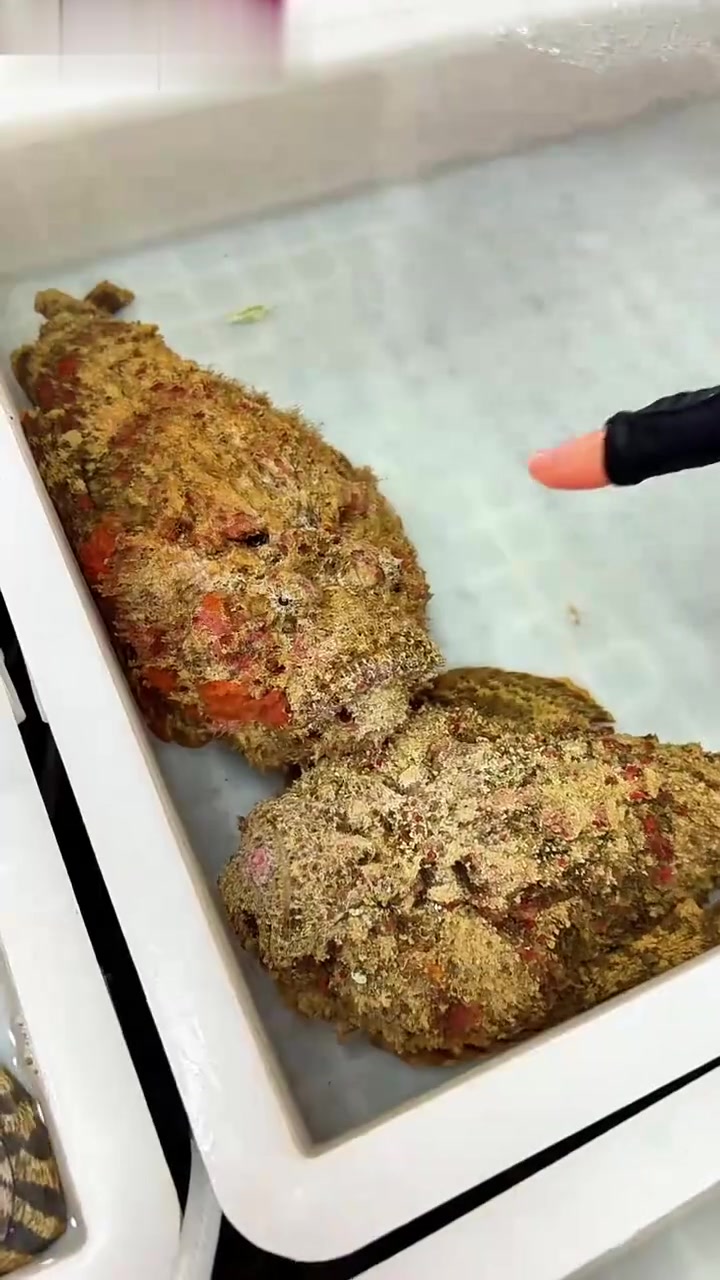 帮你整齐活了，西沙群岛海鲜全系，带你逛不一样的海鲜市场