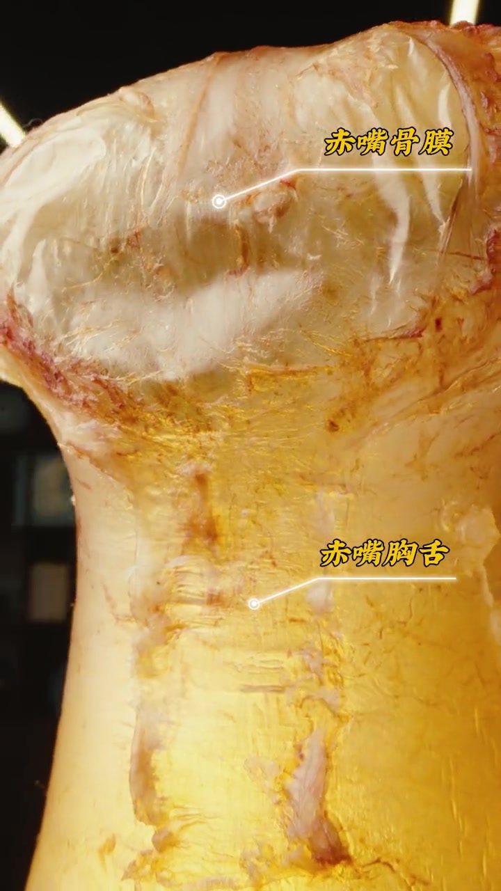 摸鱼成功！总有声音说我们摸鱼摸半天，为什么不用剪刀不用刀？野生赤嘴，想要完整取出原筒真没想