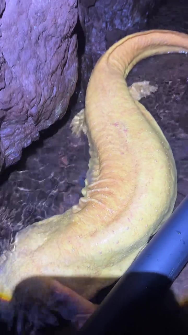 偶遇金色娃娃鱼，探秘宝藏大鲵的奇妙世界