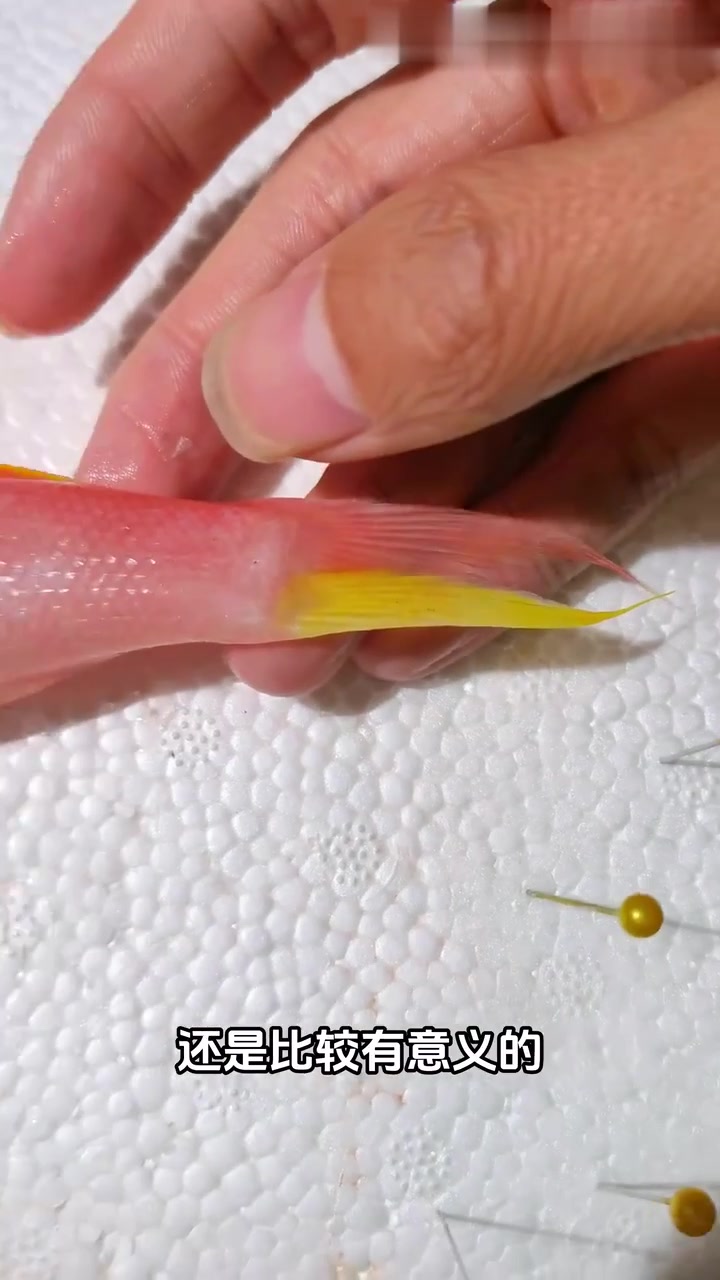 「Vlog」论文里的精美图片,是如何拍摄的?记录一批深海鱼的处理