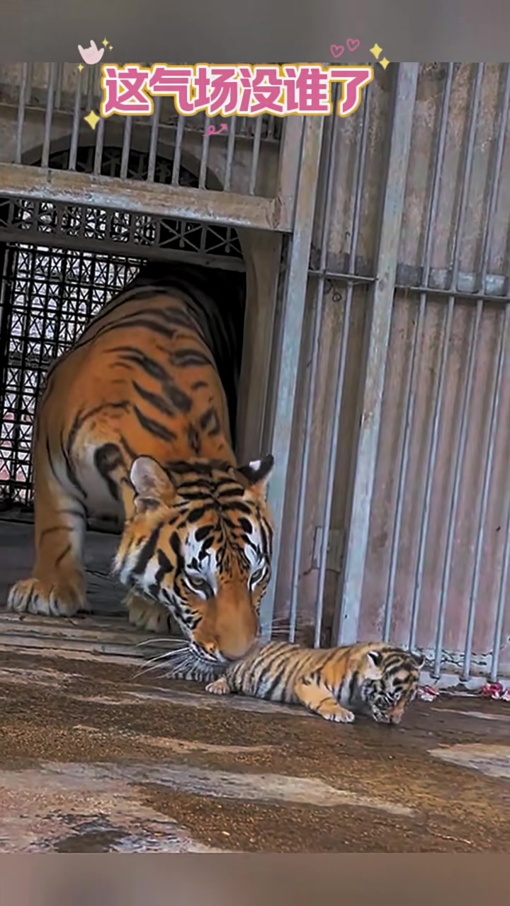 我要去吃大鸡腿