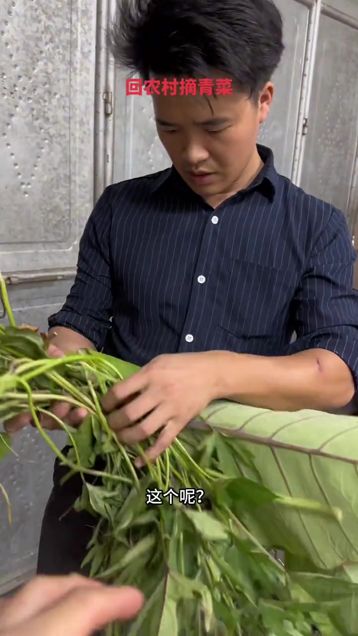 回农村摘青菜，结果变成猪吃菜