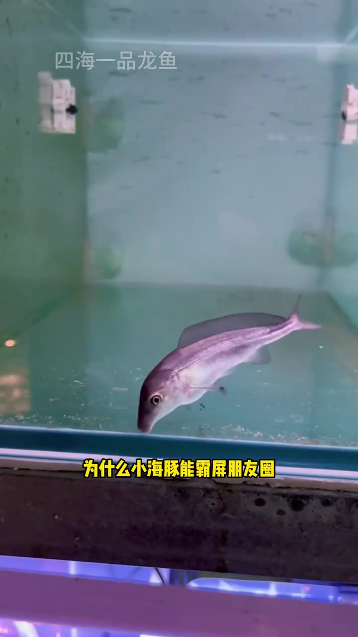 为什么小海豚能霸屏朋友圈 水族 观赏鱼