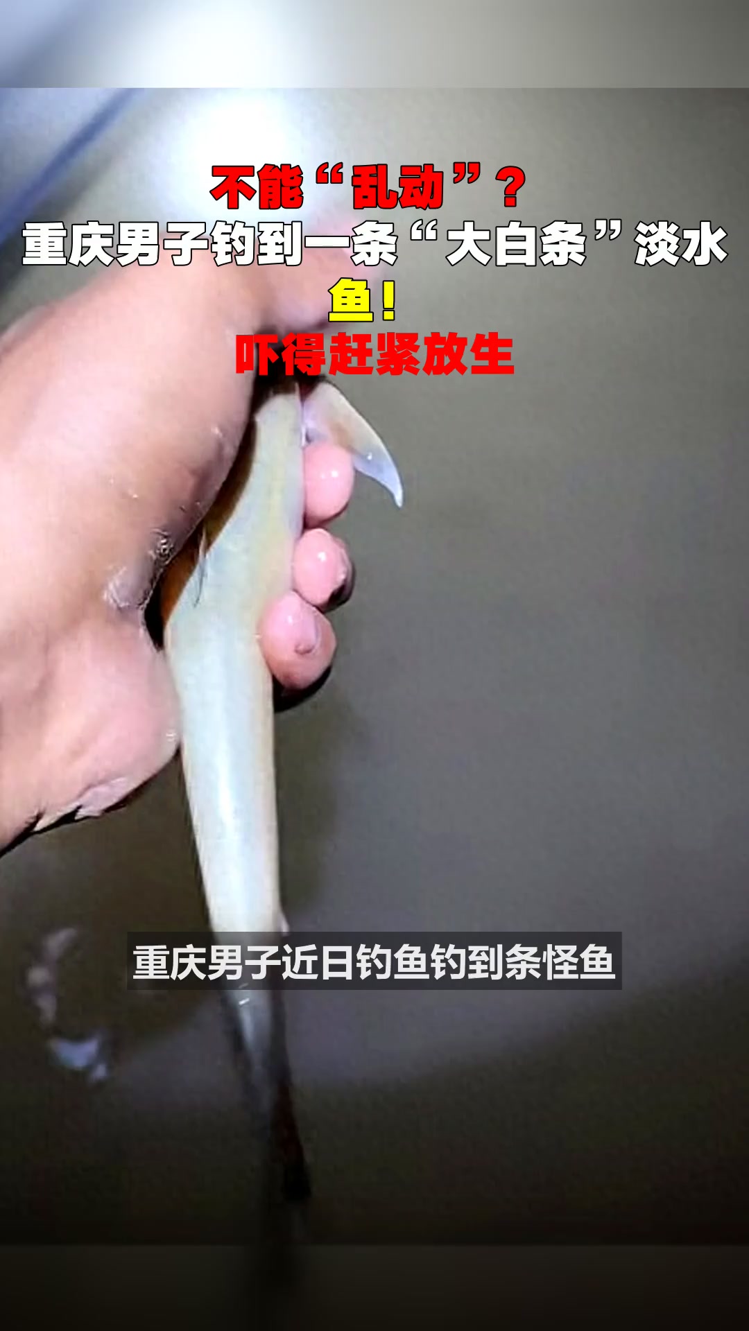 不能“乱动”?重庆男子钓到一条“大白条”淡水鱼!吓得赶紧放生