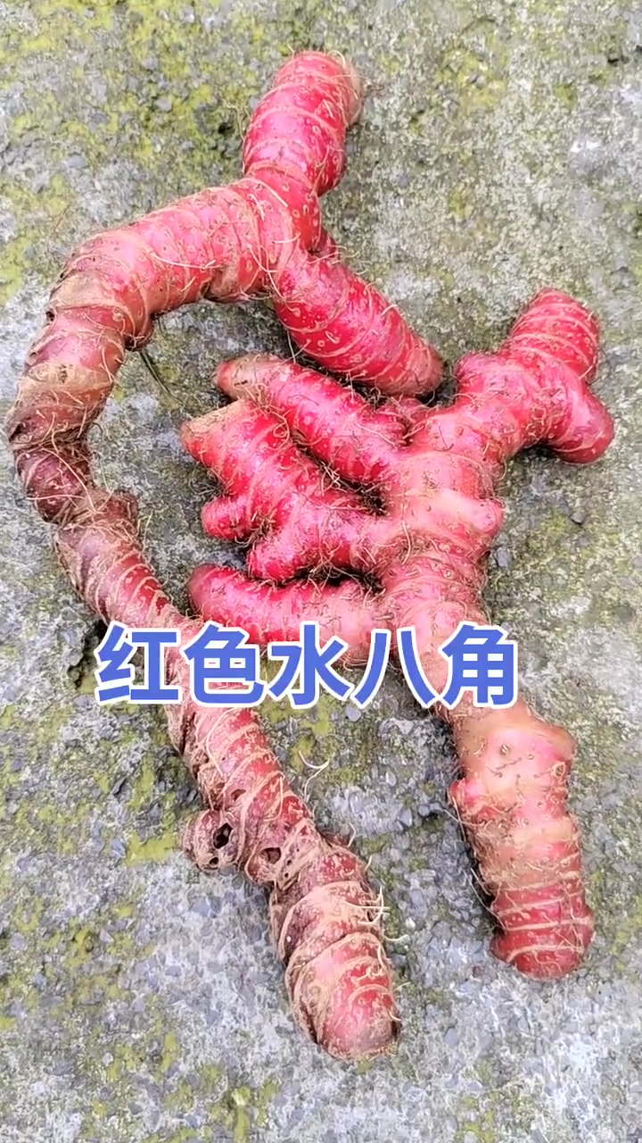 黄色的水八角，作用有很多