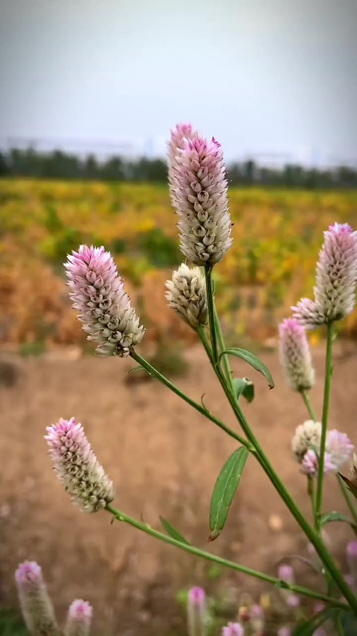 别名：昆仑草、鸡冠子菜、百日红