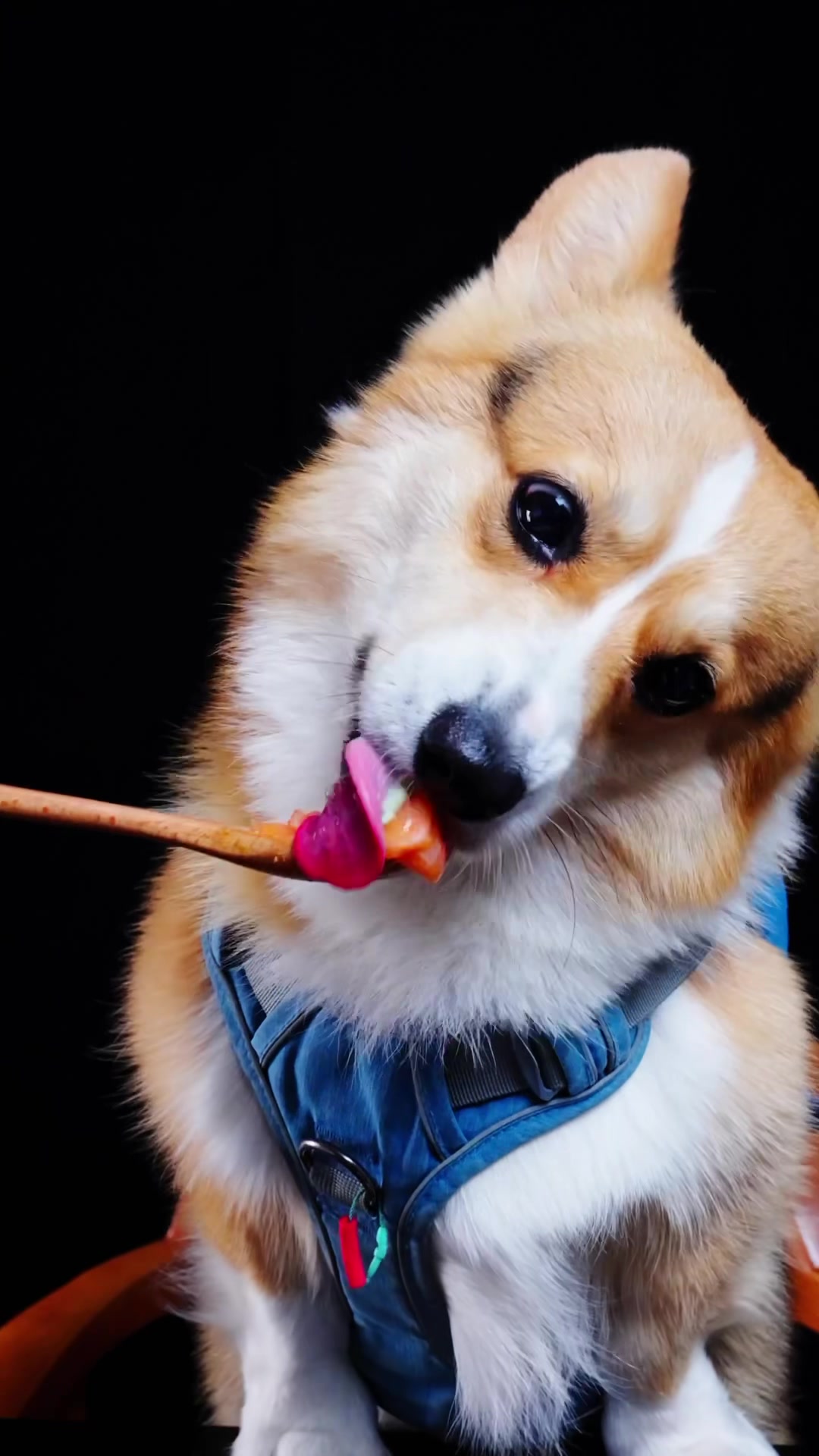 柯长深夜限定!三文鱼丼饭大满足!