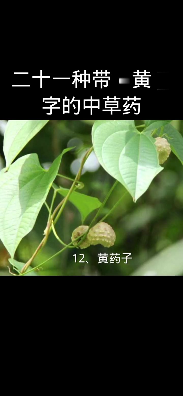 21种带黄字的中草药