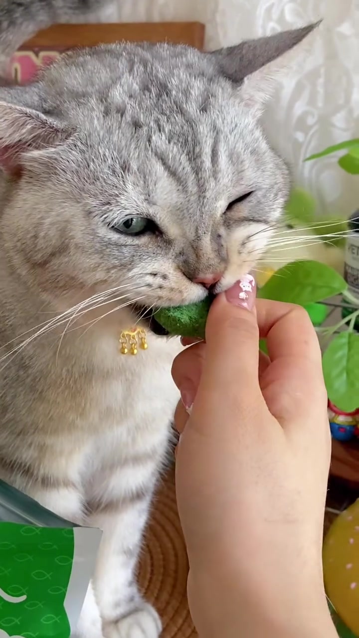 鸡肉猫草冻干,帮助猫咪化毛的同时还能增肥胖腮