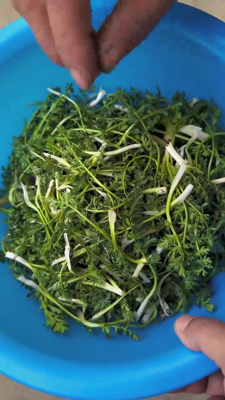 第一次用野菜做了面片，你别说还挺好吃啊