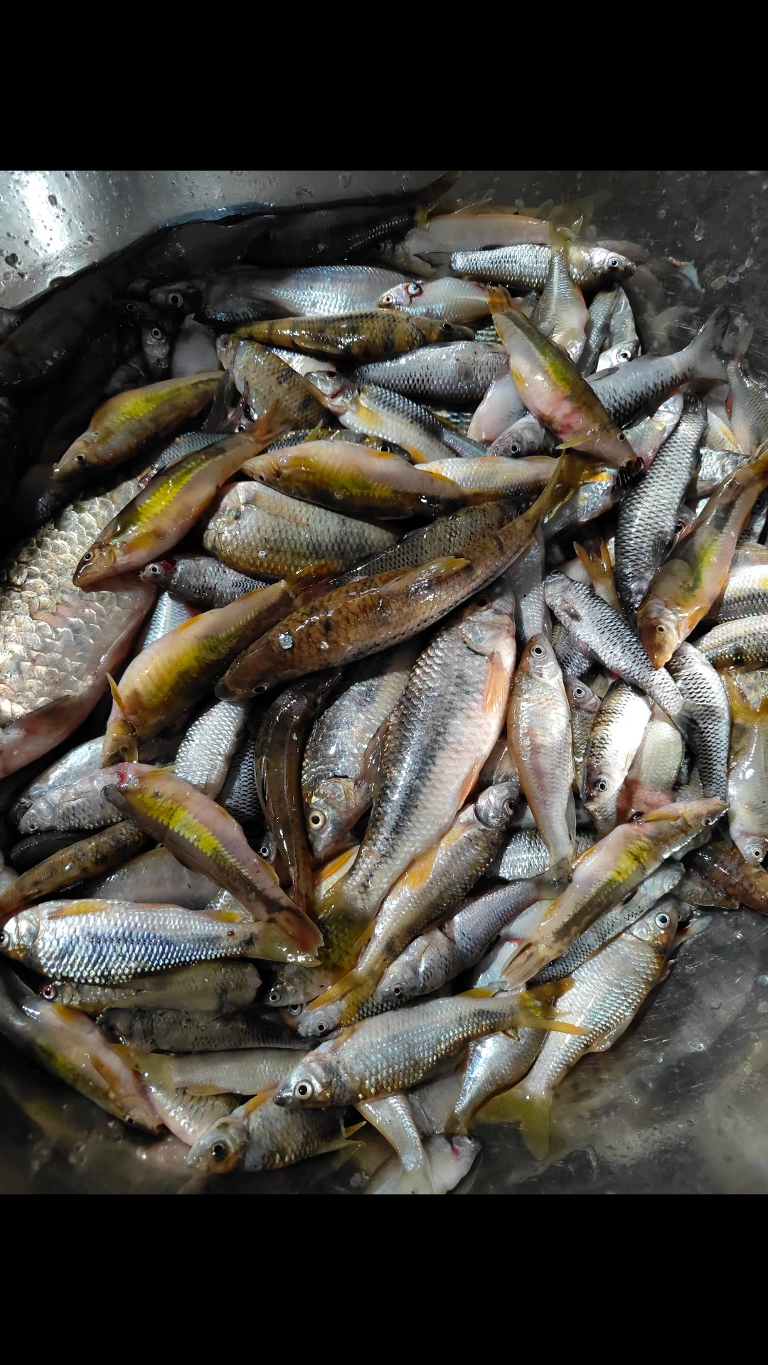 大山里的小溪小鱼！山坑鱼！煎干小鱼！味道棒棒的小鱼！