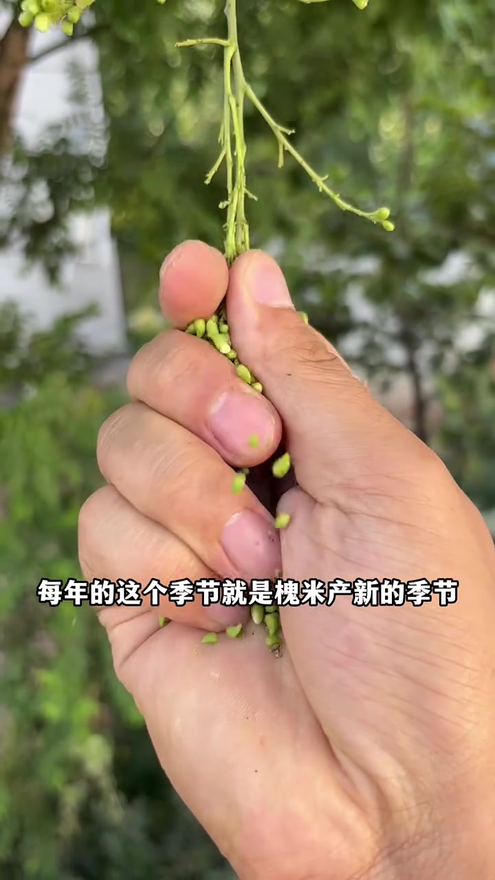 今年别错过槐米，炒成茶价值惊人