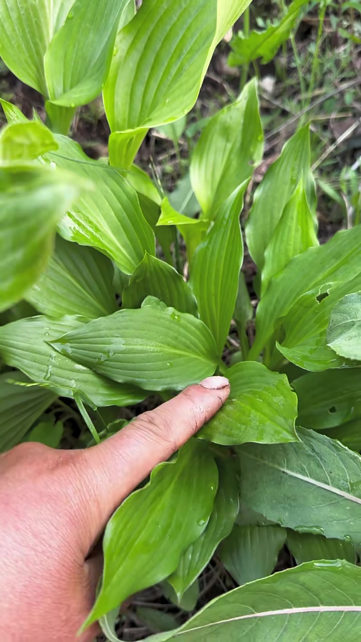河白菜和绿化带李的玉簪花很像