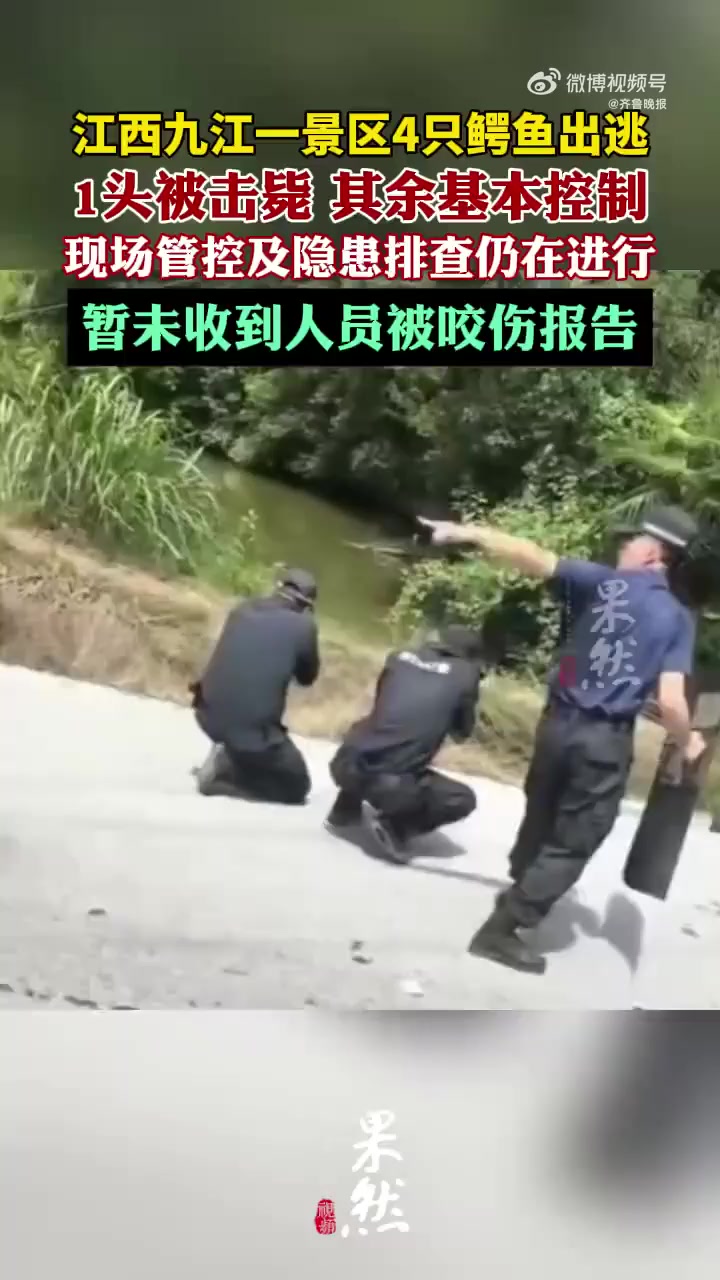 江西一景区4只鳄鱼出逃,1只被击毙