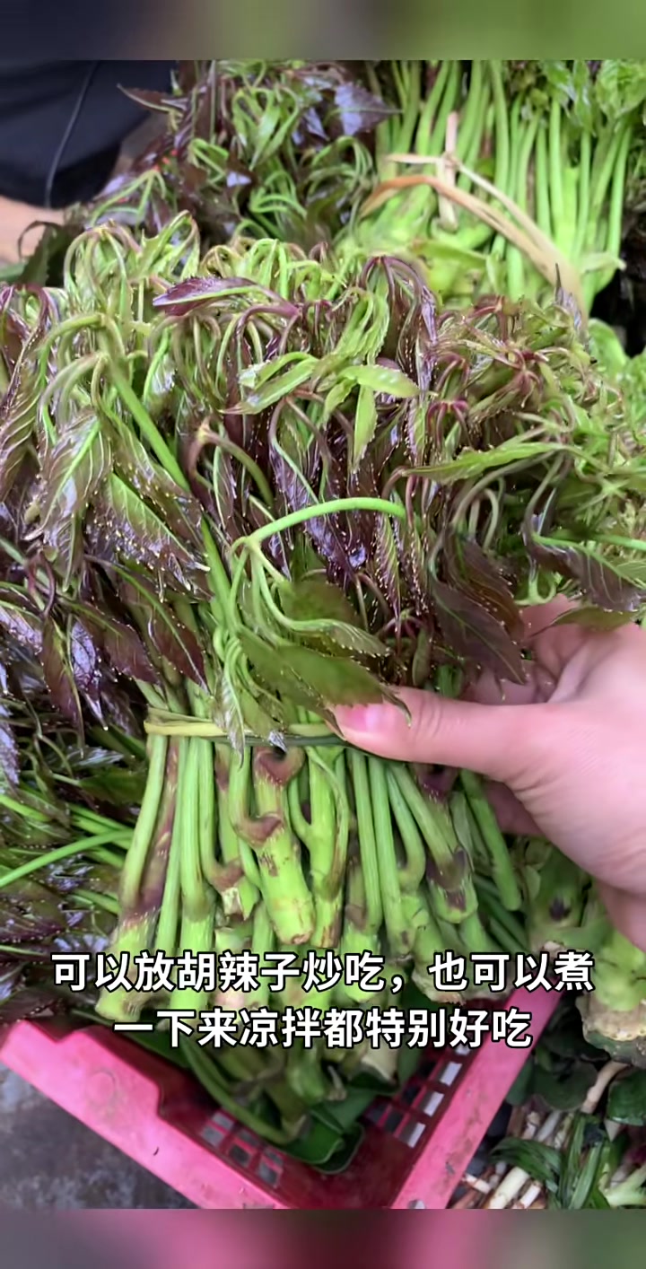 纯天然绿色蔬菜，云南这个季节比肉贵的菜，你知道几种呢？