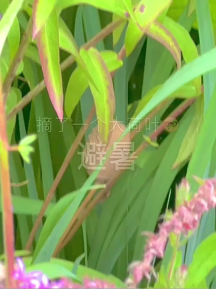 抓鱼日记