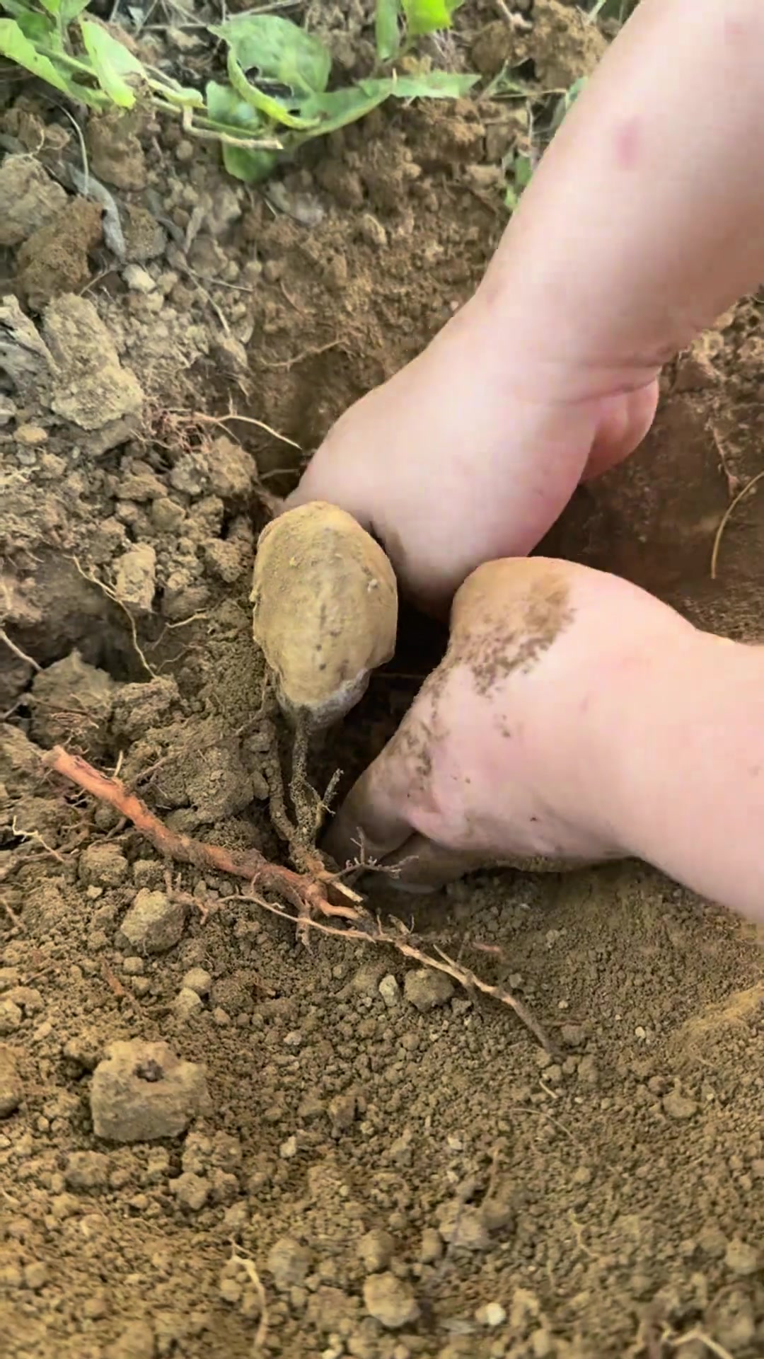 沉浸式挖鸡枞菌，收获两枚极品，感受大自然的馈赠