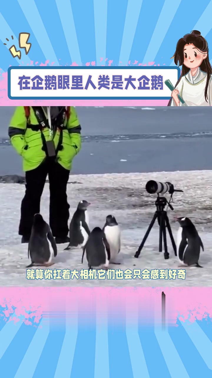 在企鹅眼里我们是一只大企鹅