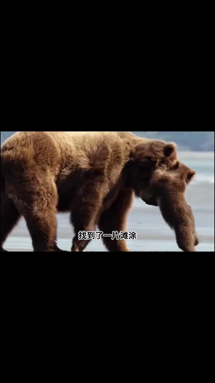 动物世界纪录片之棕熊