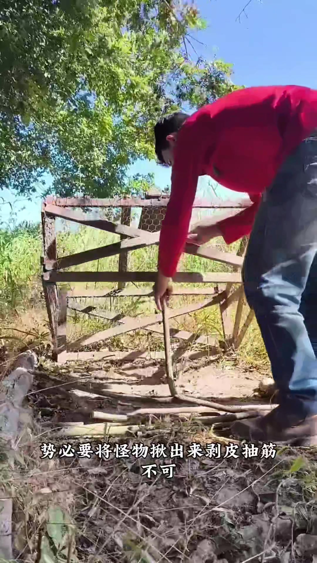 老王家的鸡鸭一夜之间彻底消失只剩下一地的鸡毛