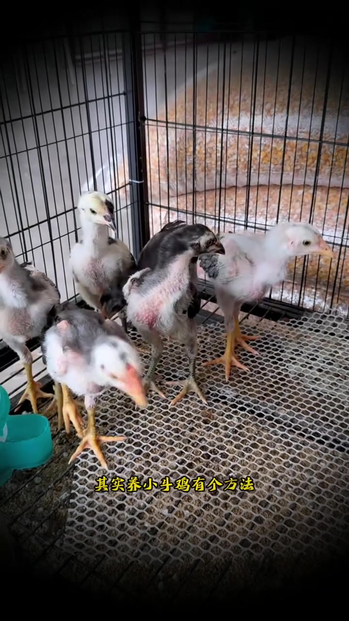 养小斗鸡提前搬家安置!