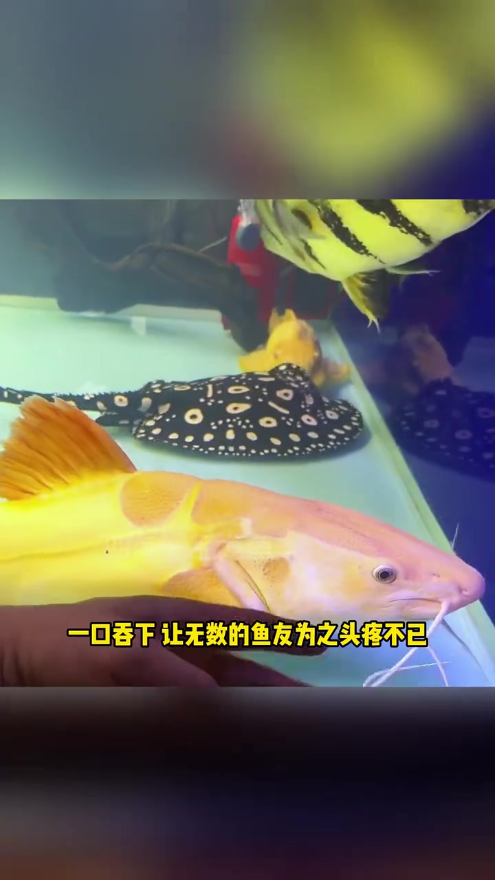 四种最便宜的猛鱼 水族 观赏鱼