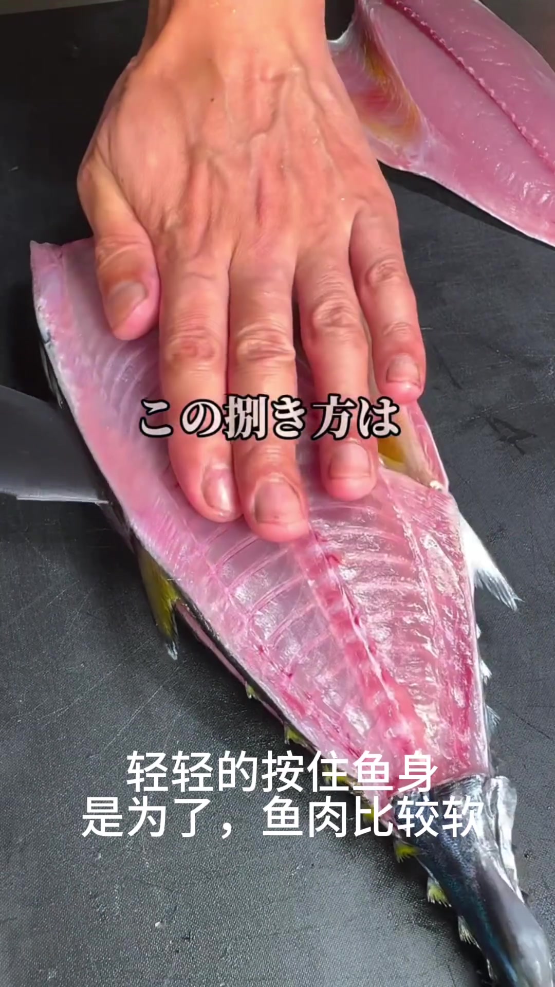 新鲜的小金枪鱼，做刺身也是不错的