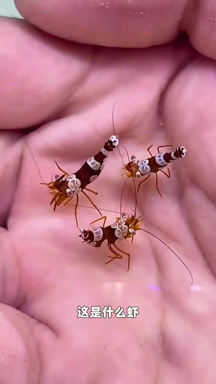 大家注意仙女虾错了抱歉