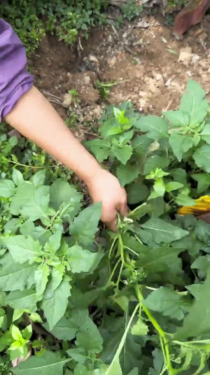 今日寻得嫩野菜,泡酸笋捞出煮汤,收获满满
