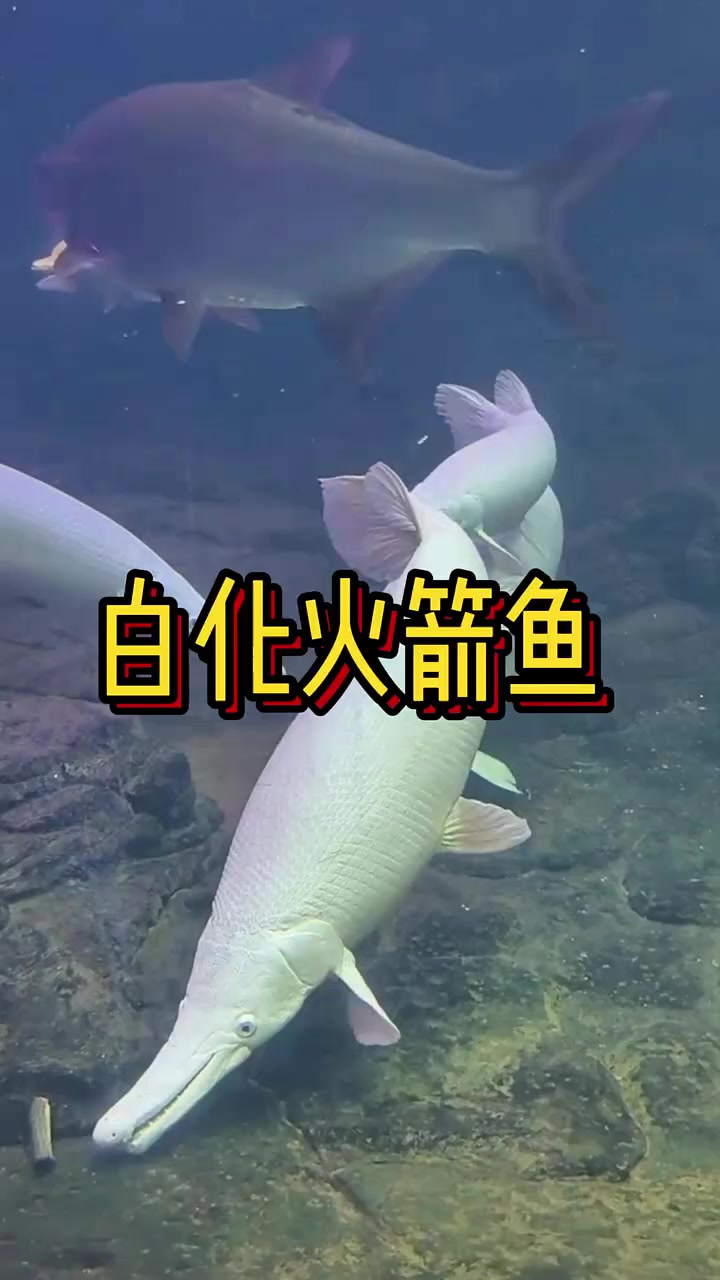 白化火箭鱼