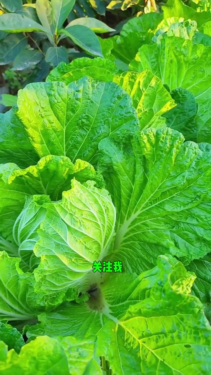 萝卜大白菜到底什么时间种合适