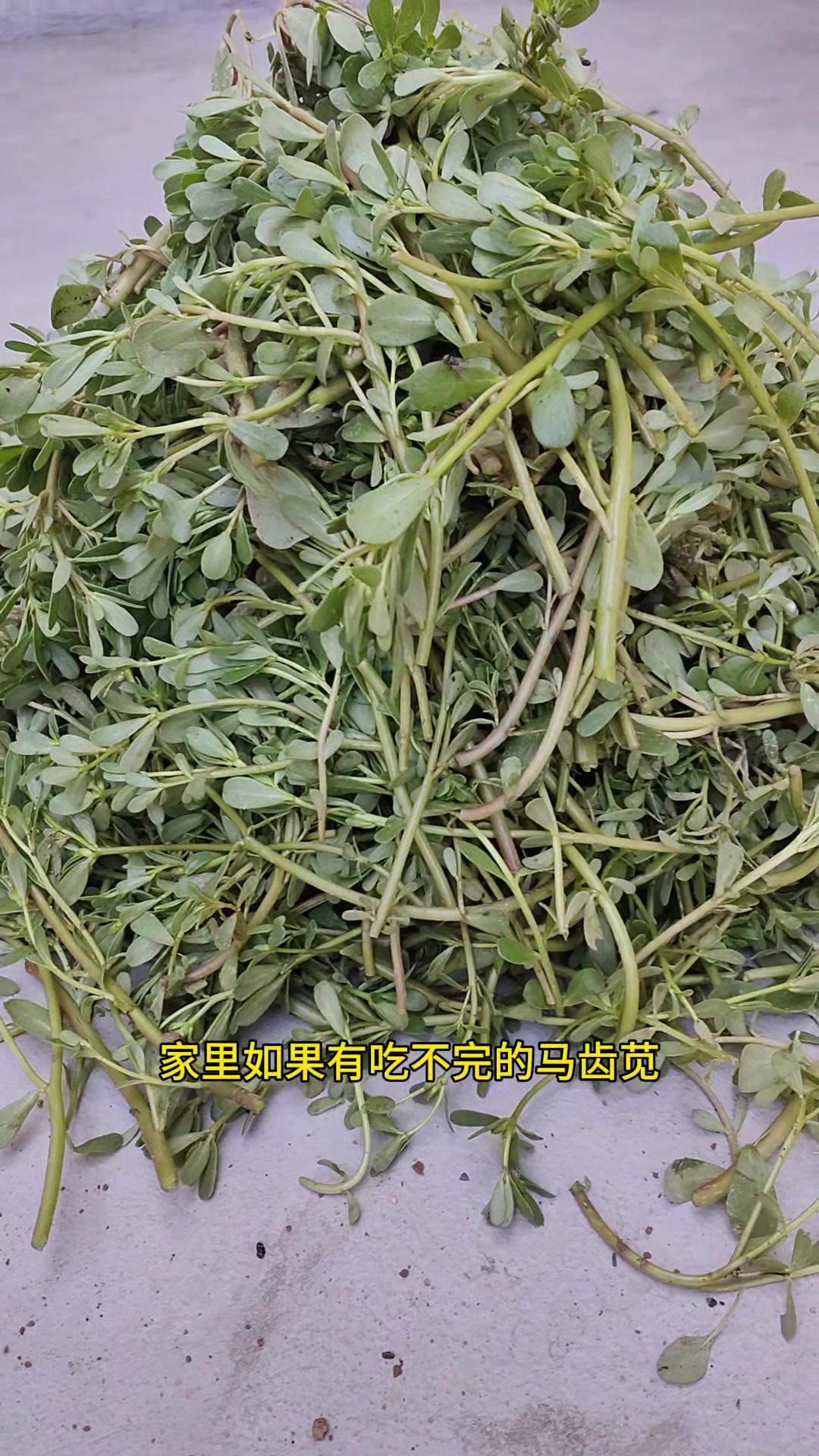 马齿苋干这样做，放3年都不坏，冬季过年包大包子，给肉都不换