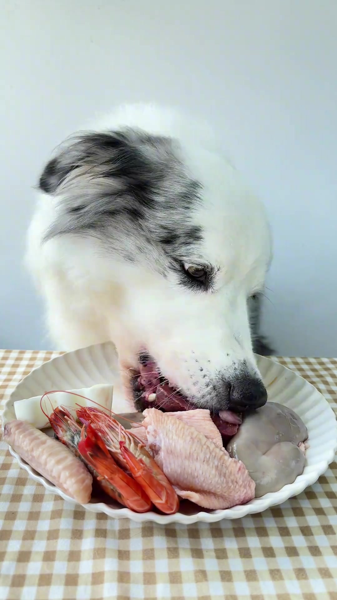 当小狗第一次吃小鲨鱼，家有馋狗，宠物吃货趣事