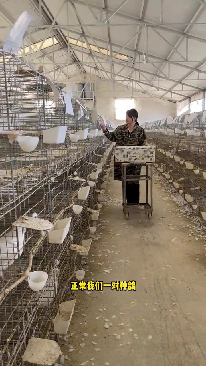 肉鸽养殖中给种鸽并仔问题汇总