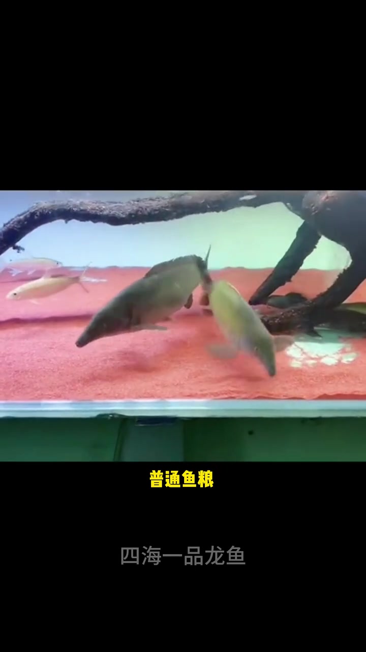 为什么小海豚能让人一见倾心 水族 观赏鱼