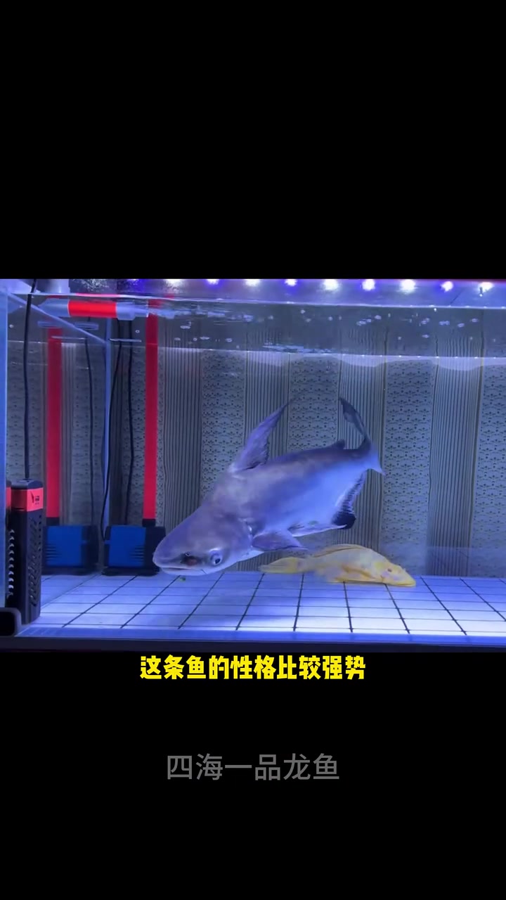 四种最便宜的猛鱼 水族 观赏鱼