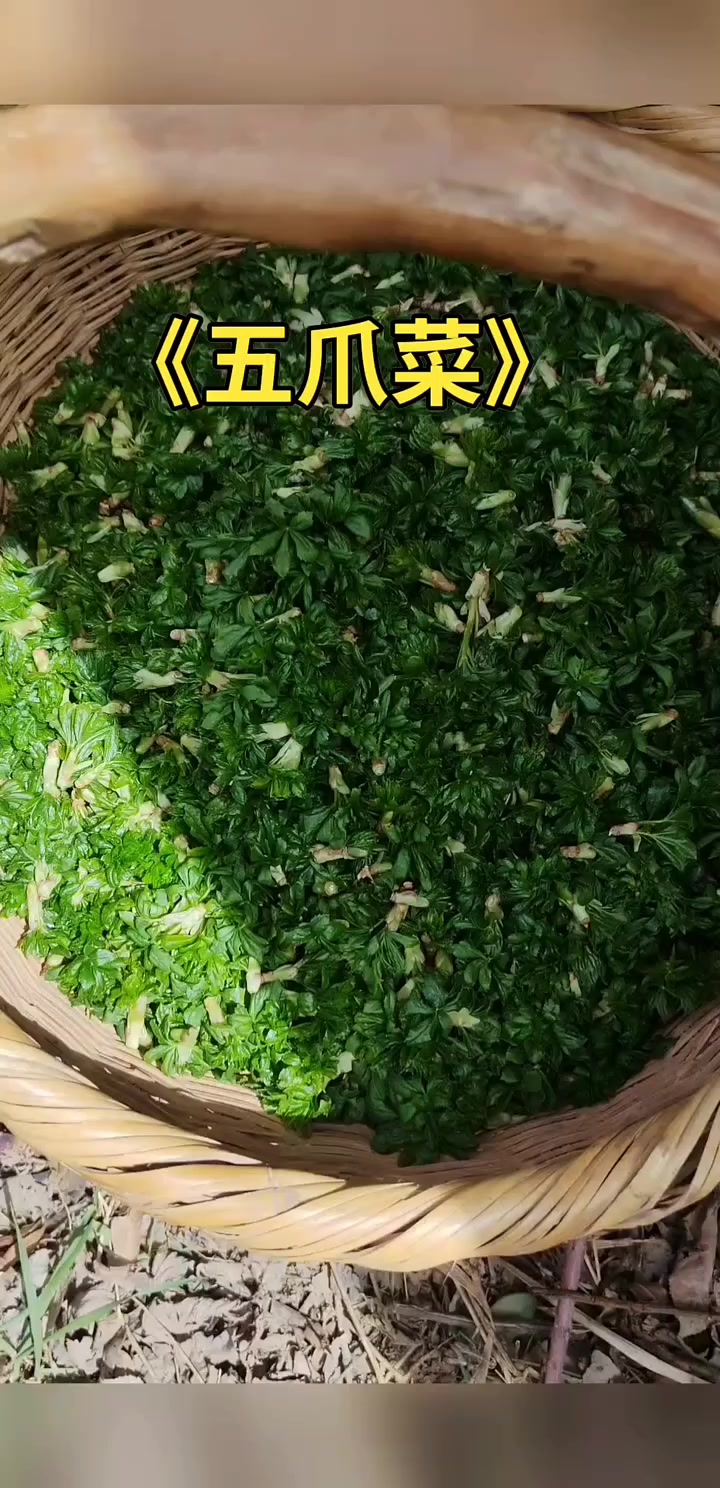 大山里的野菜真个多
