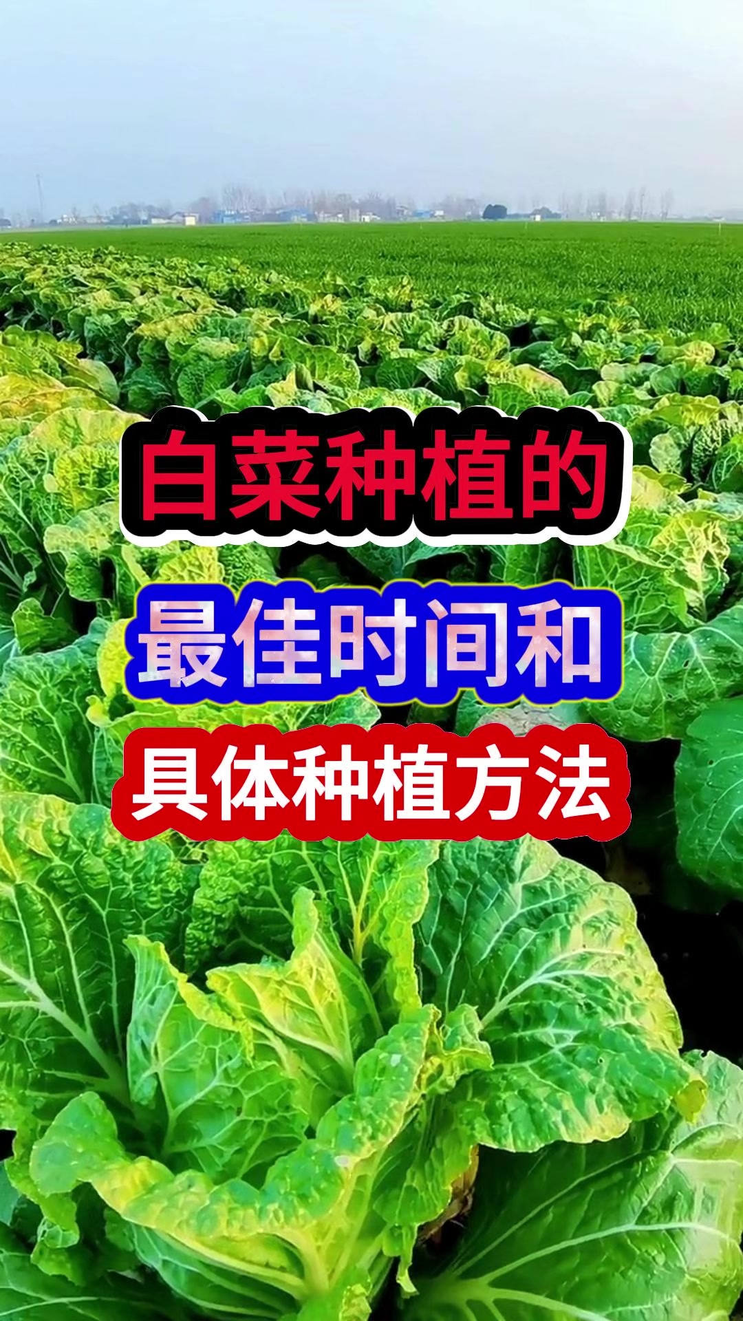 白菜种植的最佳种植时间和方法