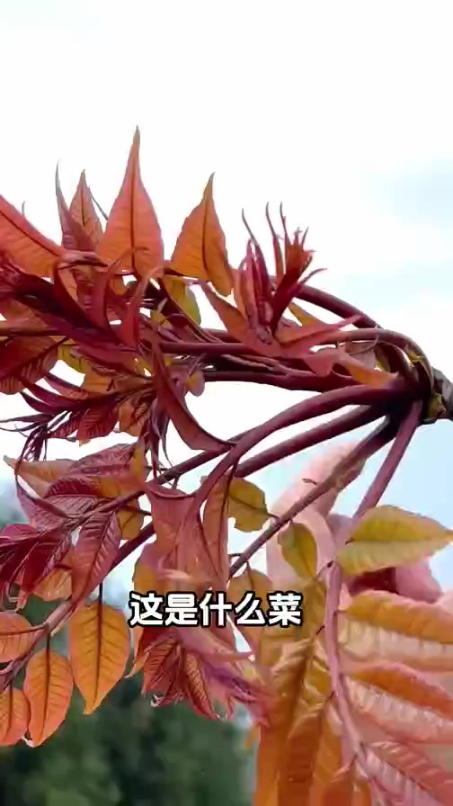 20种不常见的奇特蔬菜,基本上的人都没见过,说说你认识几种