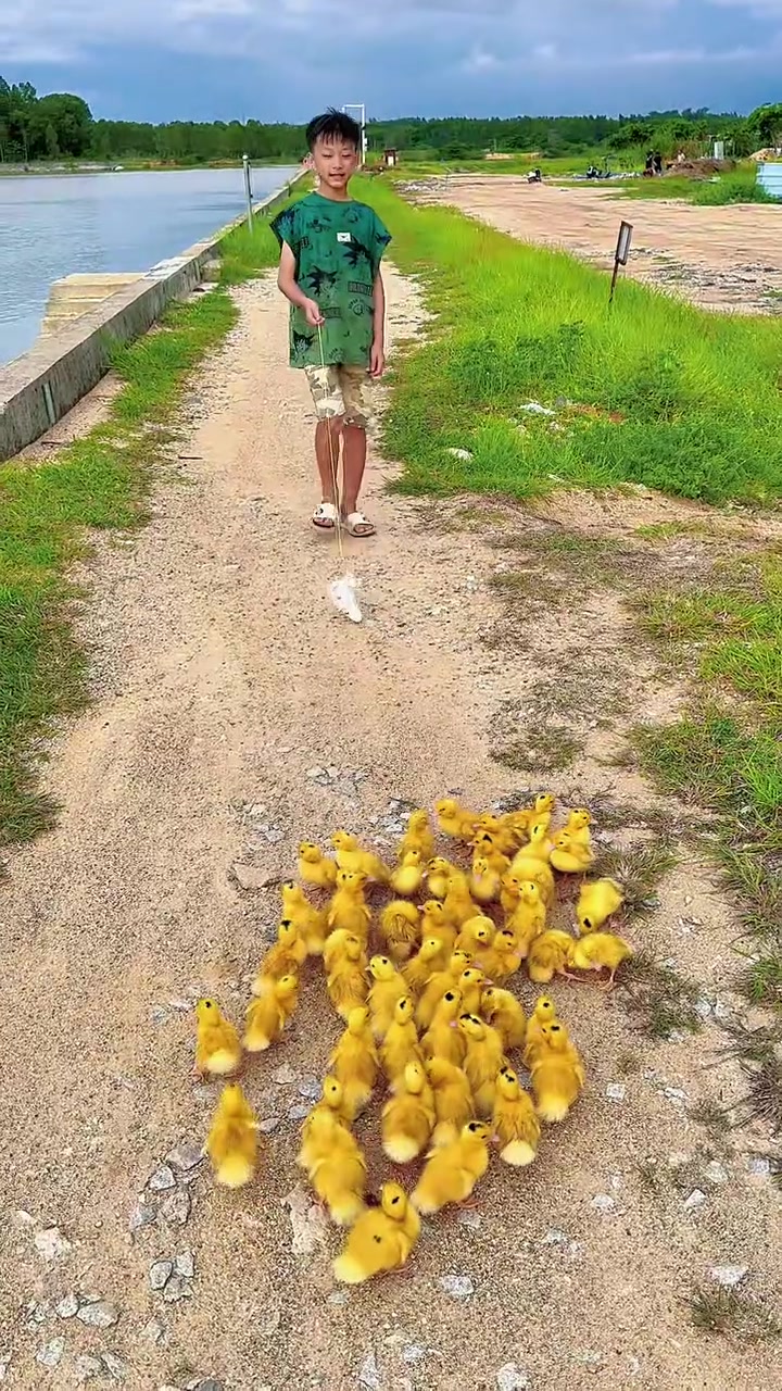 你们一直想要的遛鸭子教程来了,有一个带头的,其它就跟着走!