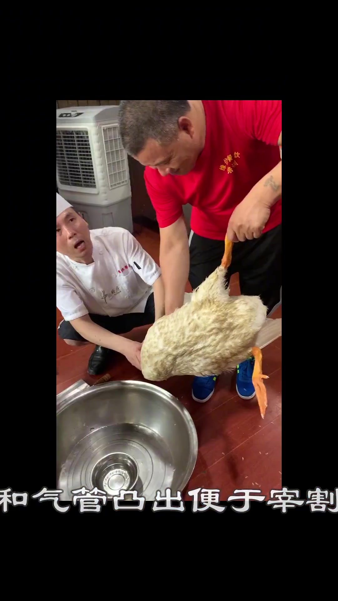 农村杀鹅超详细步骤看完你敢动手吗？