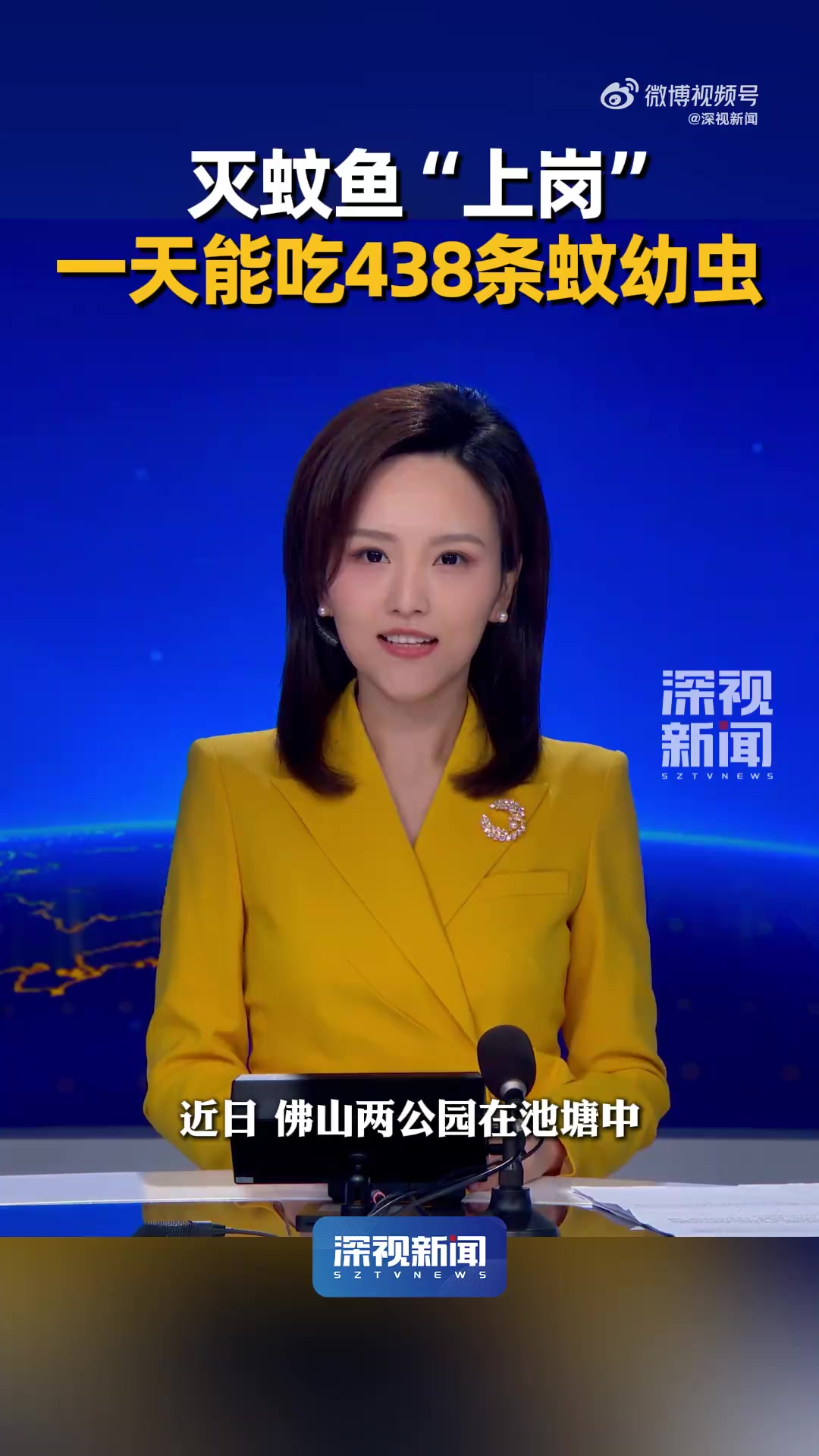 「主播说｜灭蚊鱼“上岗” 一天能吃438条蚊幼虫」灭蚊鱼1天能吃438条蚊幼虫 近日，佛山