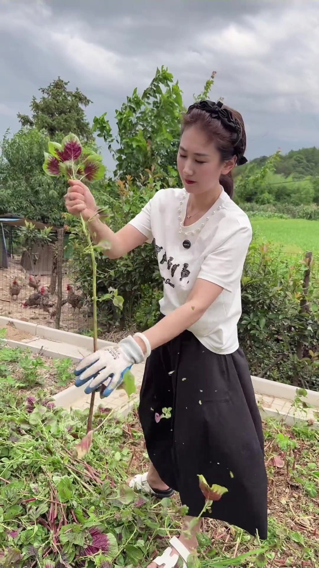 老爸地里种点苋菜都老了，今天把菜梗全部收割了