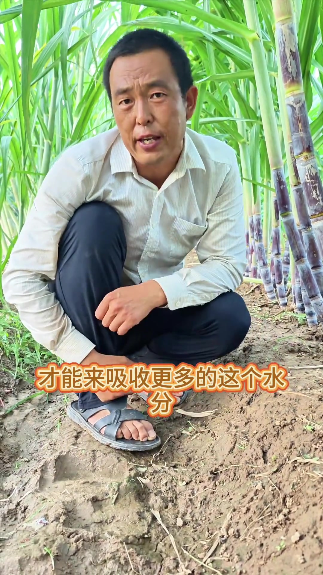 甘蔗管理技术分享